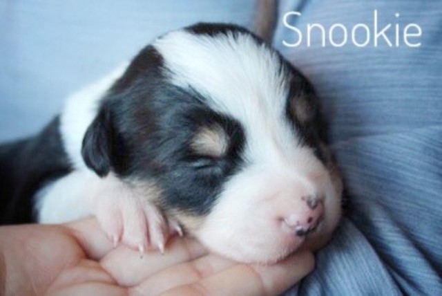 Papillon puppy for sale + 61430