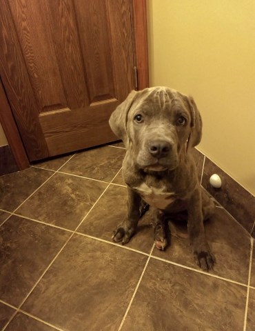 Cane Corso puppy for sale + 54152