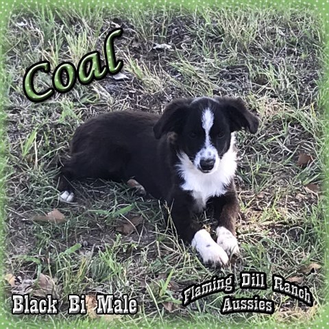 Coal - Toy Black Bi Male Aussie Puppy - Champion Parents