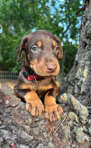 Doberman puppies