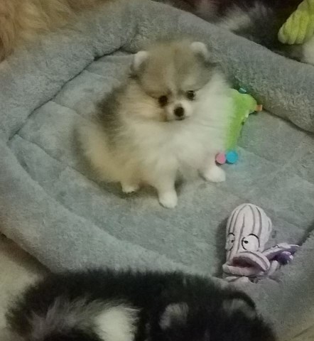 Pomeranian puppy for sale + 53456