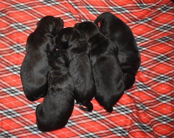 Golden Mountain Dog puppies for sale!!!!