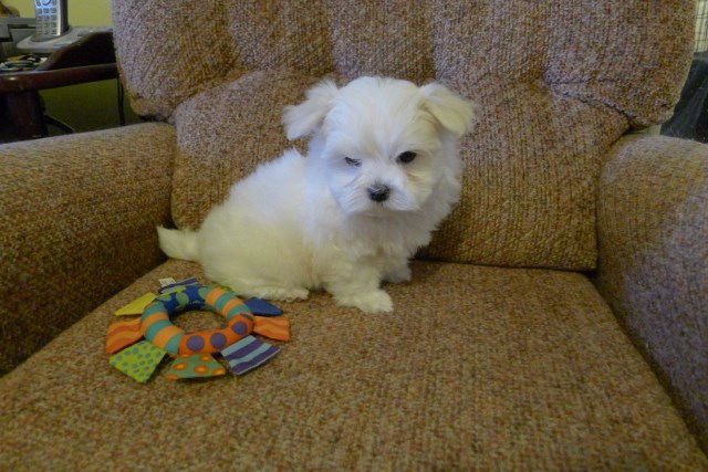 Maltese puppy for sale + 58180