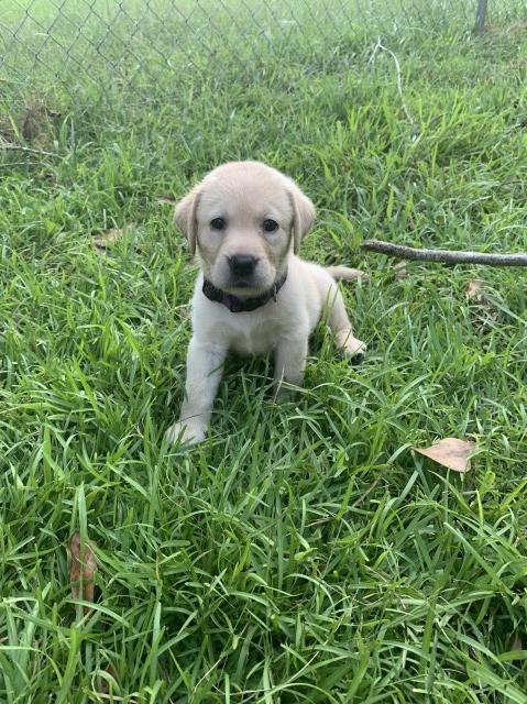 Trust in the Lord Labradors puppies for sale