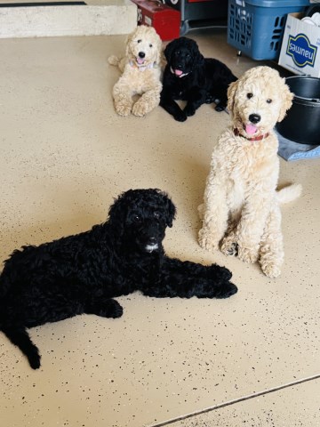DKC registered F2B/multi gen Goldendoodle puppies