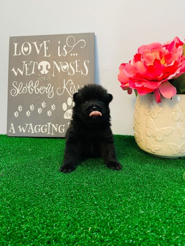 Schipperke puppy for sale + 67109