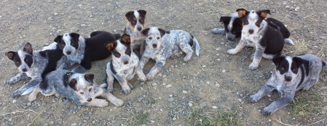 Queensland Heeler Puppies available NOW!