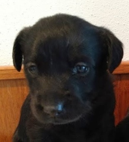 Purebred AKC Black British Labrador Retriever Puppies For Sale