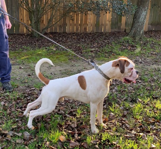 boxer puppies for sale louisiana boxer puppies for sale louisiana