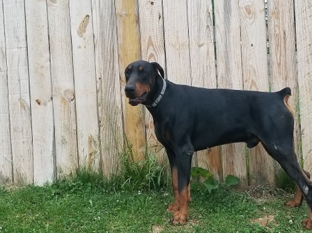 European Doberman Puppies