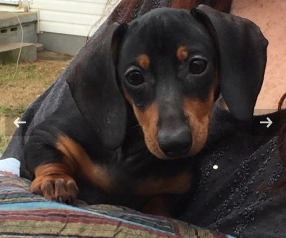 Miniature Dachshund