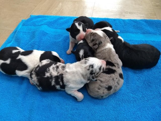Border Collie Puppies Outstanding Quality!