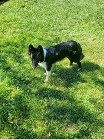 Border Collie puppy for sale + 66681