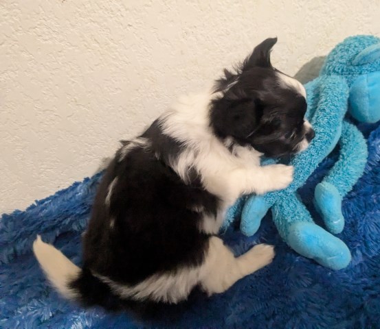 Chihuahua puppy for sale + 66926