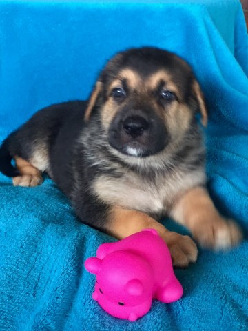 German Shepherd Dog Puppy Dog For Sale In Rosharon Texas