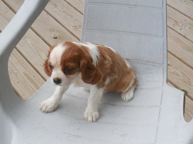 Fantatic Cavalier King Charles Sapniel Puppies