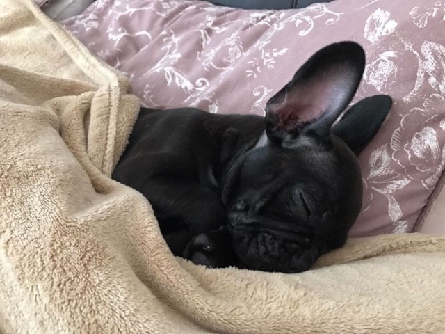 French Bulldog Puppies