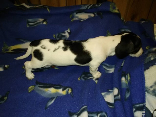 Annabella black and tan piebald smooth coat dachshund