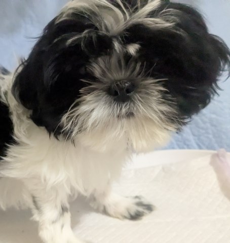 Imperial Shih Tzu Females