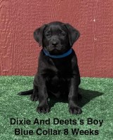 AKC Labrador Puppies Labrador Retriever for sale/adoption
