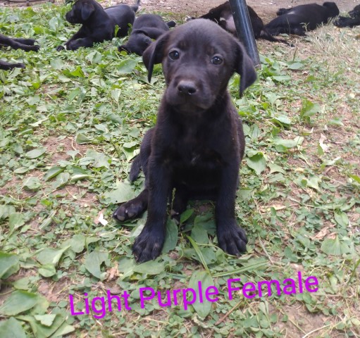 Labrador Retriever puppy for sale + 62975