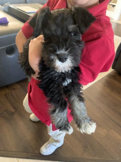 Miniature Schnauzer puppy for sale + 63233