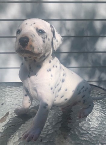 Dalmation pups forsale