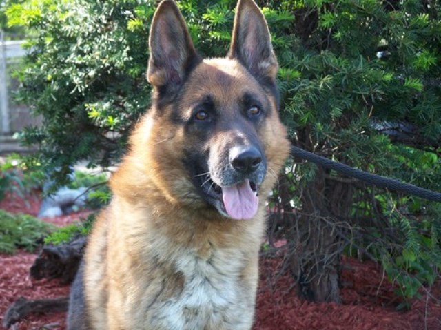 ^~^King Size German Shepherd Puppies^~^PROTECTION^~^