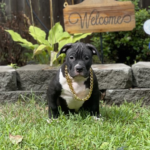 Male American Bully Pitbull Puppy - Ready to meet his new best friend!