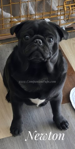 Pug puppy for sale + 66740