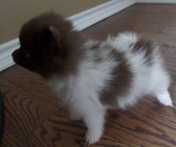 Pomeranian puppy for sale + 47110