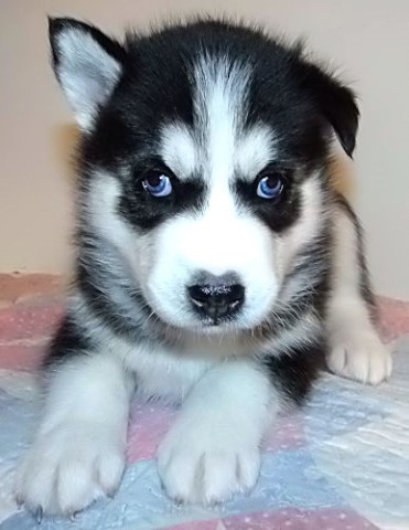 Siberian Husky puppy for sale + 60997