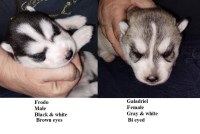 AKC CH Line Siberian husky puppies Siberian Husky for sale/adoption