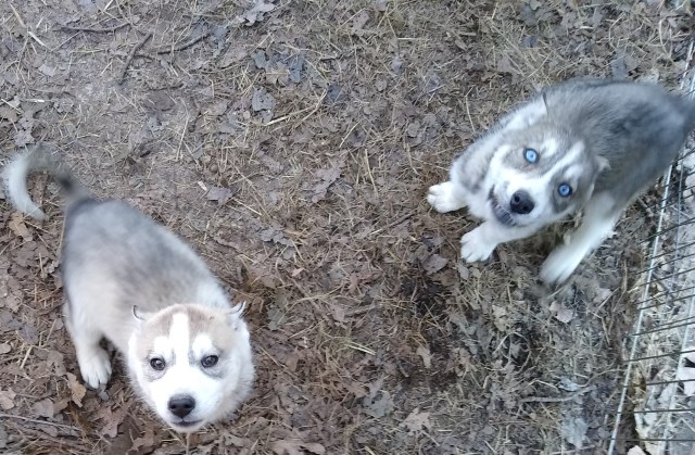 Siberian Husky puppies