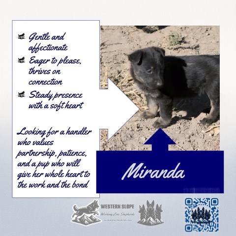 Miranda – Sharp, Steady, and Ready to Work