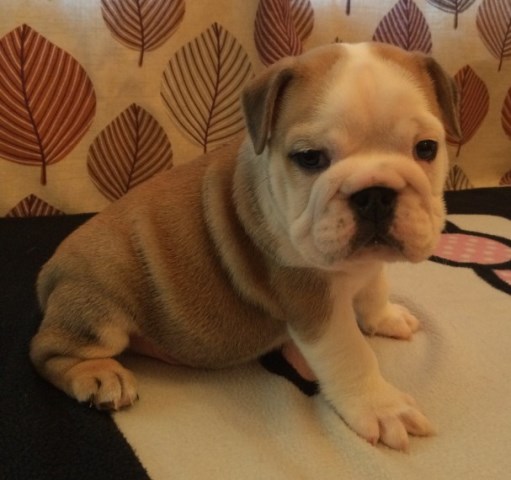 English Bulldog Puppies,