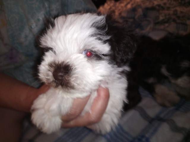 Schnauzer puppies