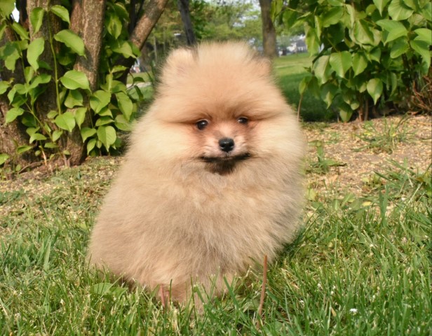 Pomeranian puppy for sale + 64773