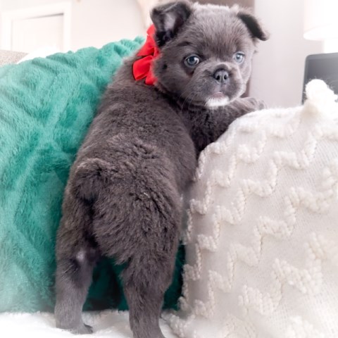 Fluffy Blue AKC Female Frenchie Dancer