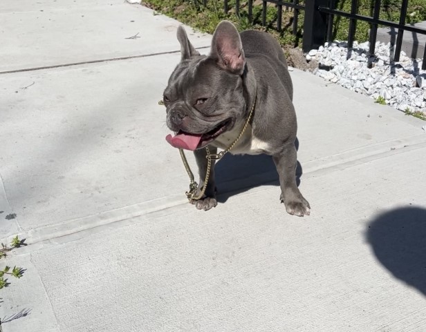 Lilac female French bulldog