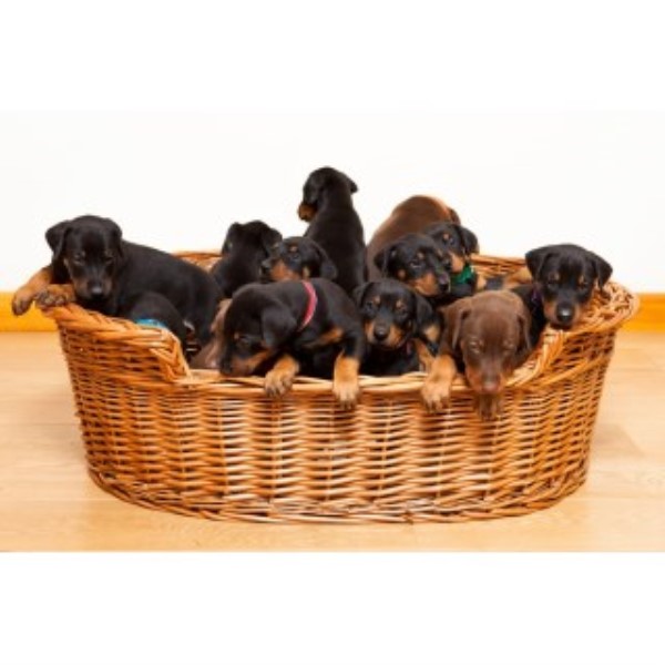 Doberman Pinscher puppy for sale + 46207