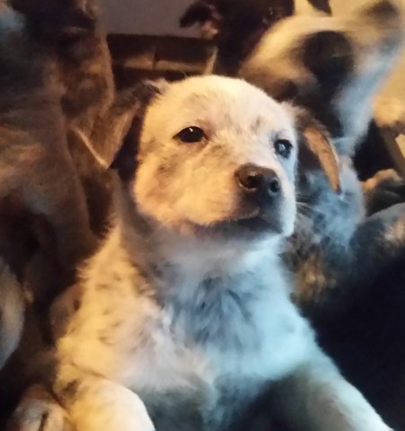 Australian Cattle Dog Puppies