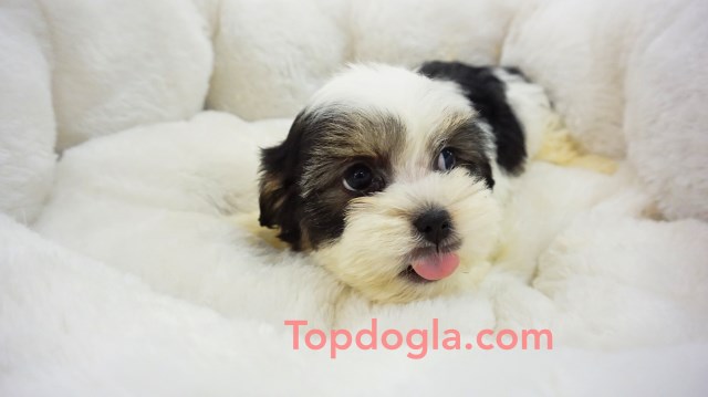 Maltese puppy for sale + 53255