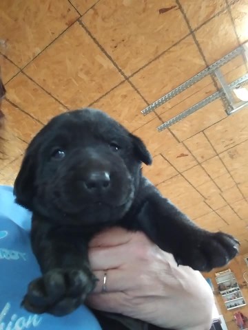 Labrador Retriever puppy for sale + 60058