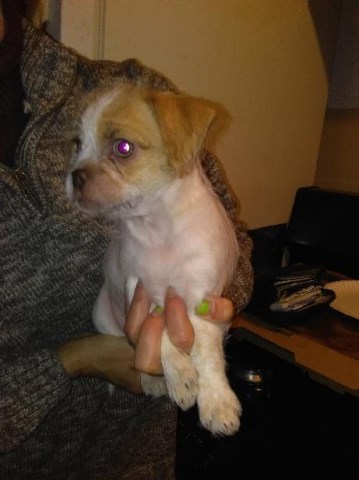 Chihuahua puppy for sale + 50728