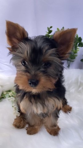 AKC Tiny Yorkie