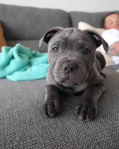 Staffordshire Bull Terrier Puppies For Sale