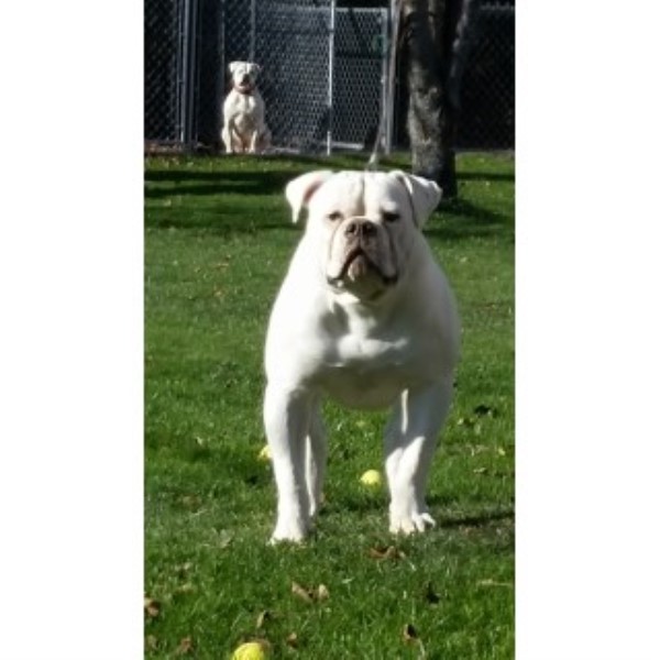 American Bulldog  Champion Line