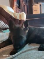 Dolly – Bold Heart, Bright Eyes, Built to Shine German Shepherd Dog for sale/adoption