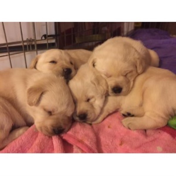 AKC Labrador Puppies